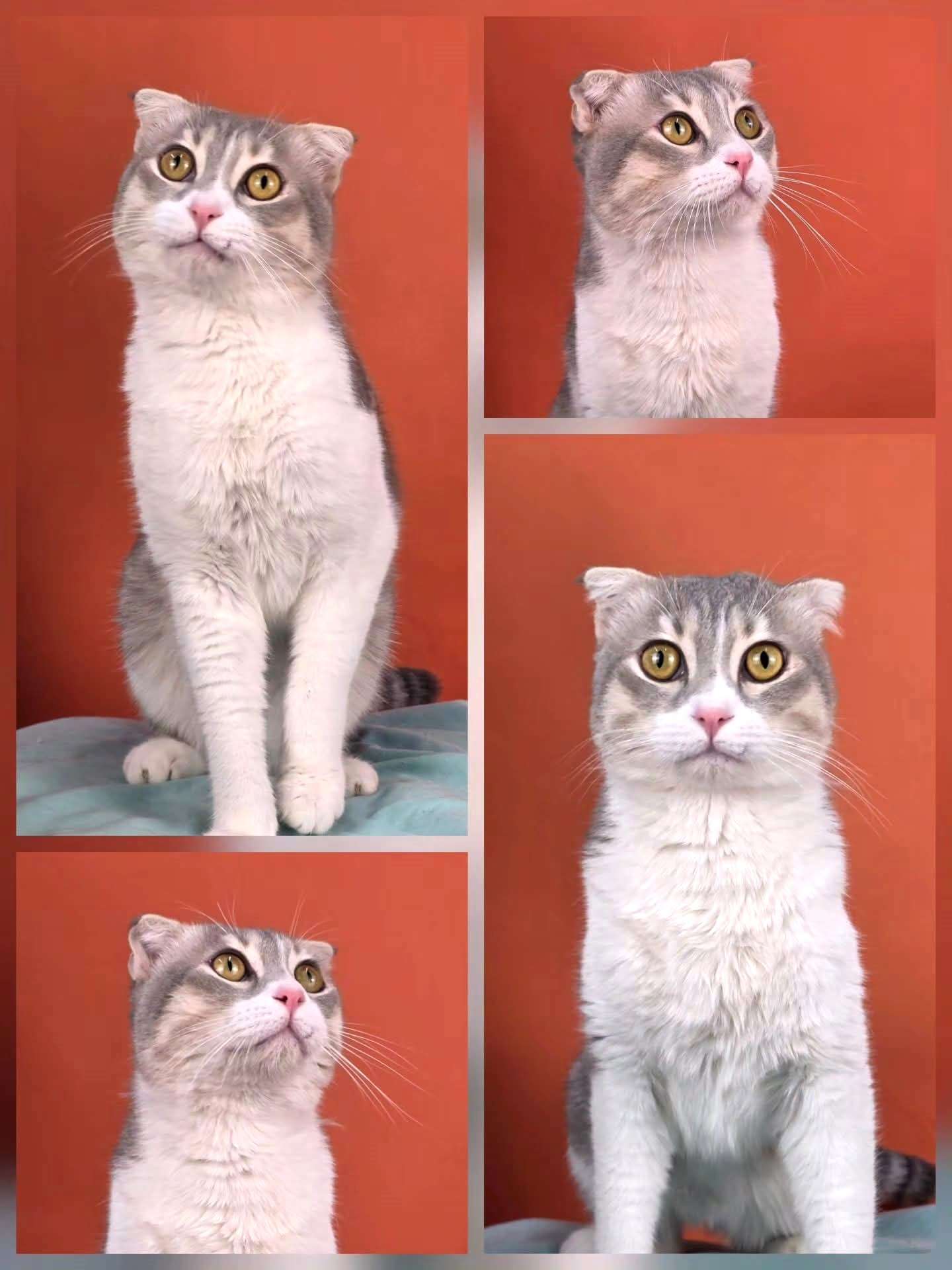 Kimba